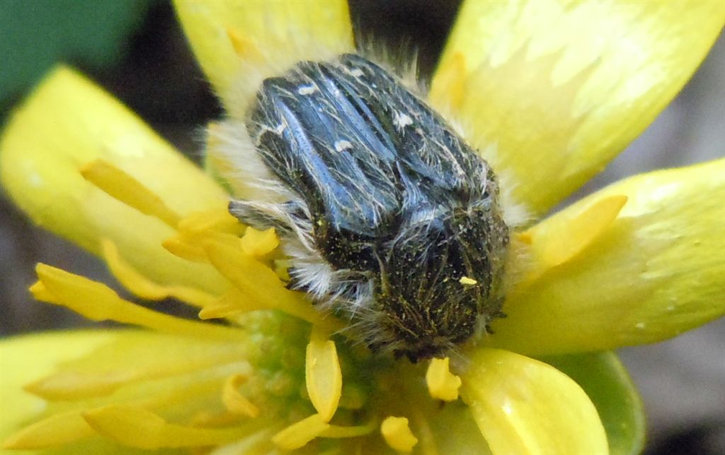 Tropinota hirta o squalida? squalida