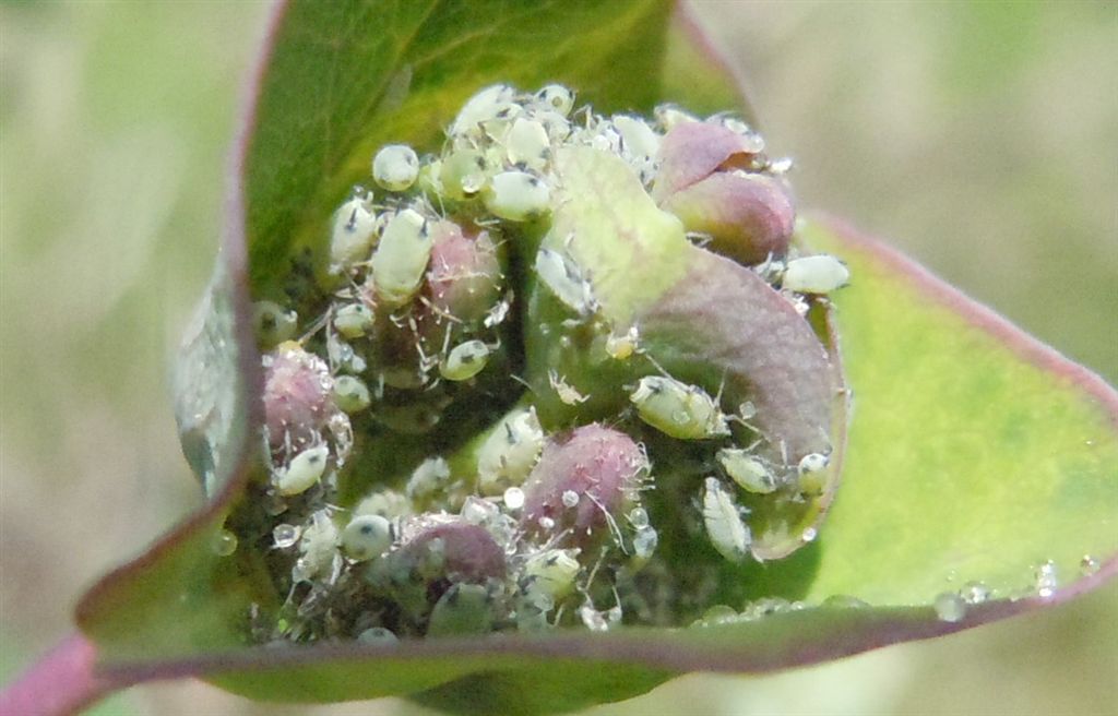 Afidi su caprifoglio - Hyadaphis sp.