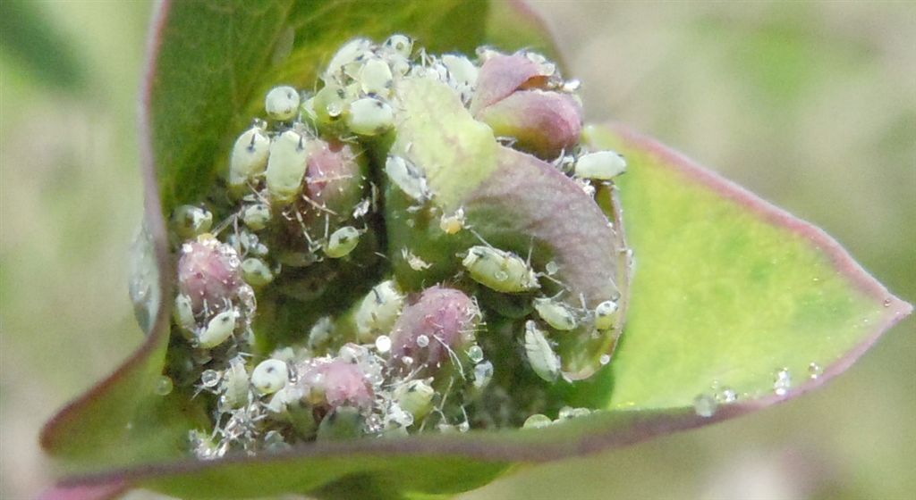 Afidi su caprifoglio - Hyadaphis sp.