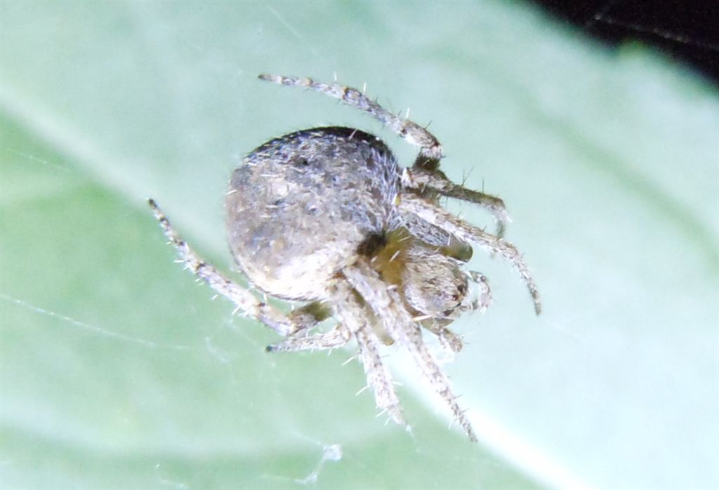 Araneidae notturno: Neoscona subfusca - Agnano (NA)