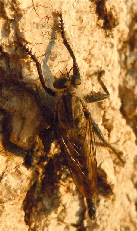 Asilidae