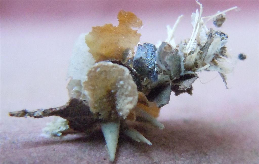 Larva di Psychidae?