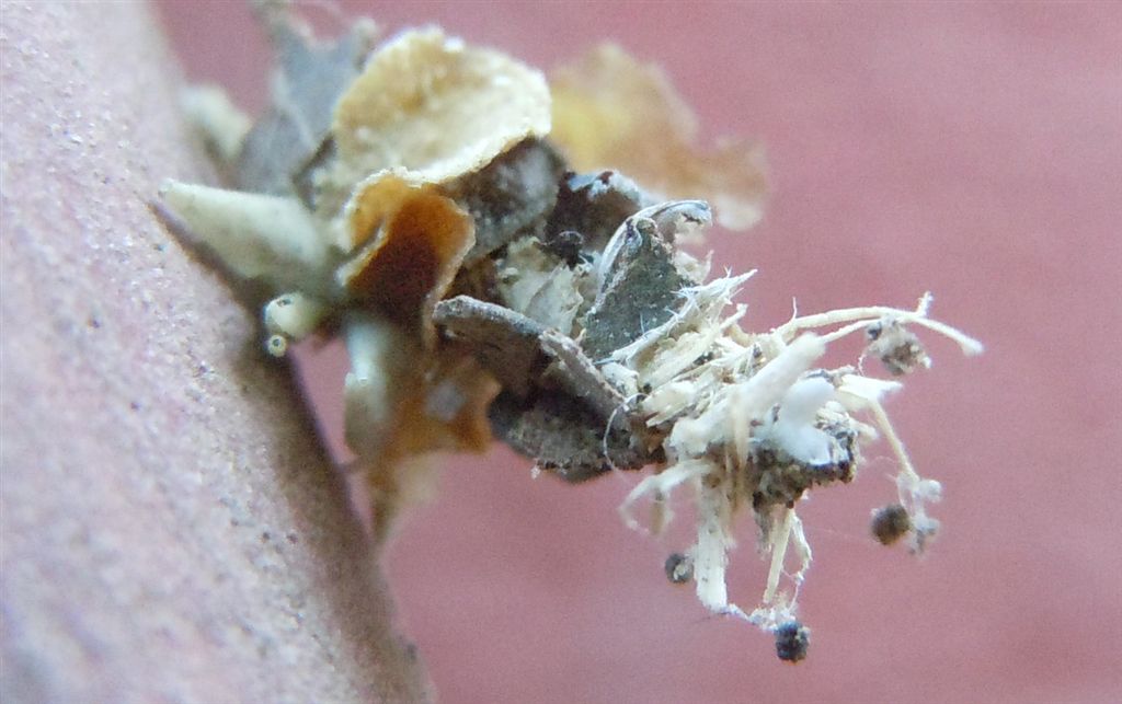 Larva di Psychidae?