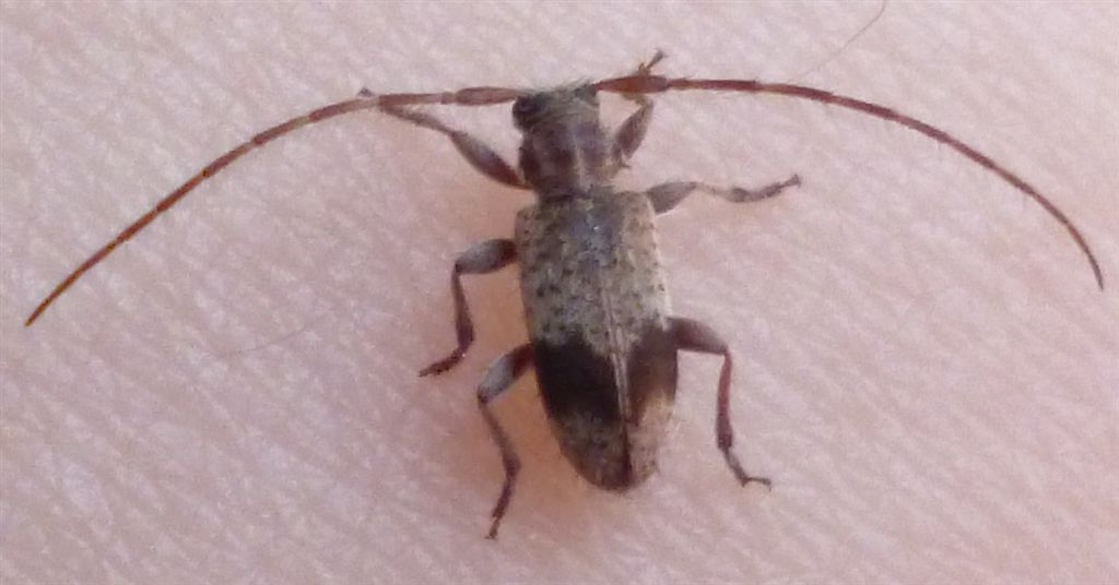 Cerambycidae - Exocentrus punctipennis