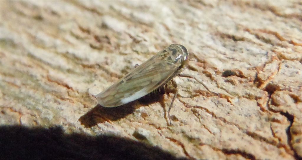 Limotettix striola