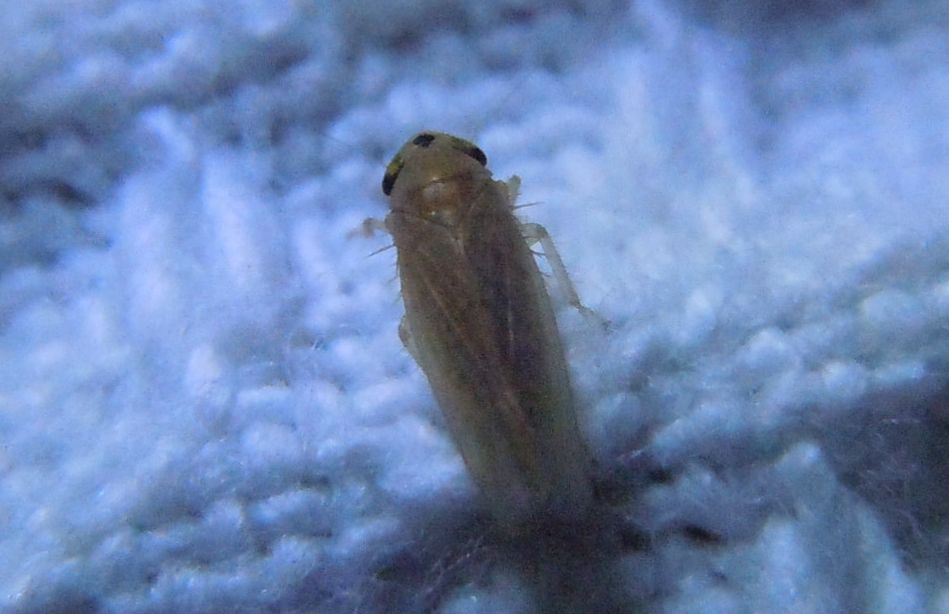 Cicadellidae: Phlogotettix cyclops della Campania (NA)