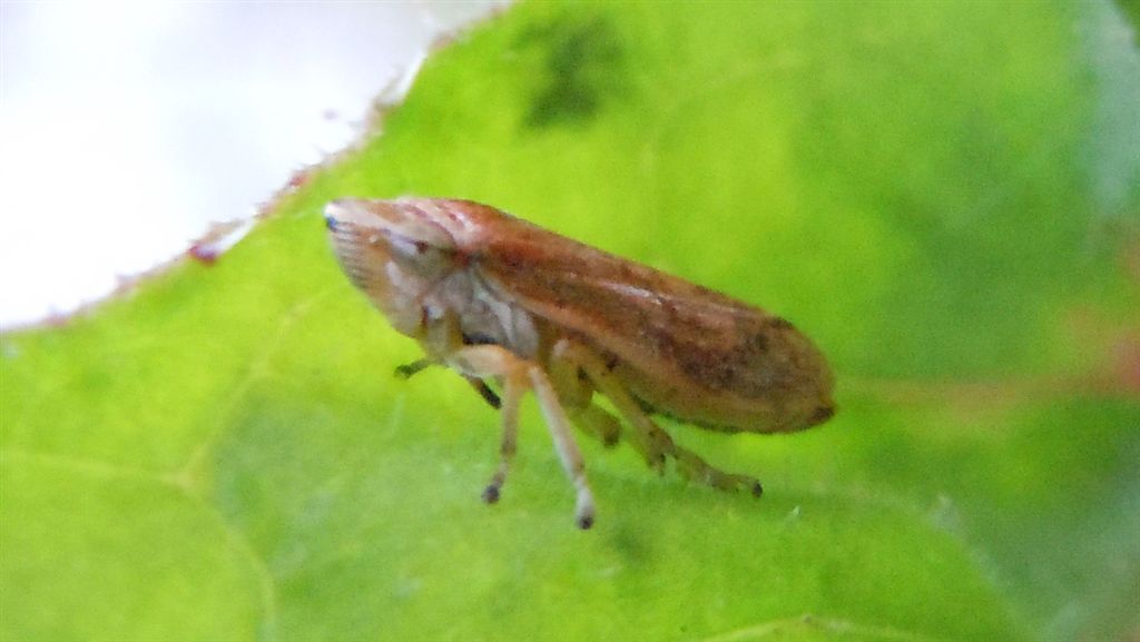 Cicalina rossa - Philaenus cf. spumarius