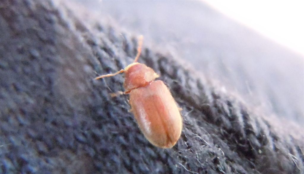 Piccolo coleottero2 - Stegobium paniceum (cfr.) - Anobiidae