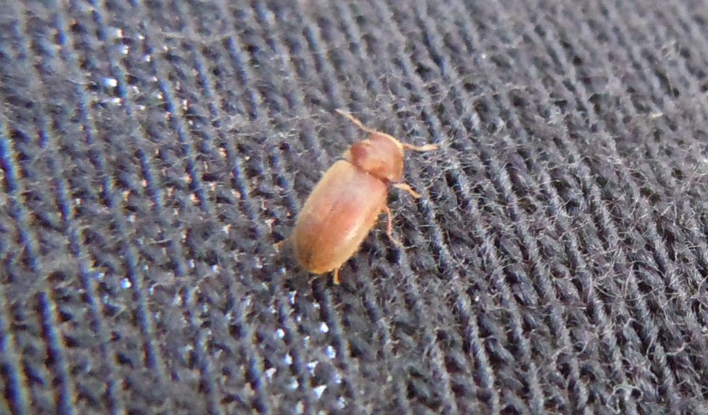 Piccolo coleottero2 - Stegobium paniceum (cfr.) - Anobiidae