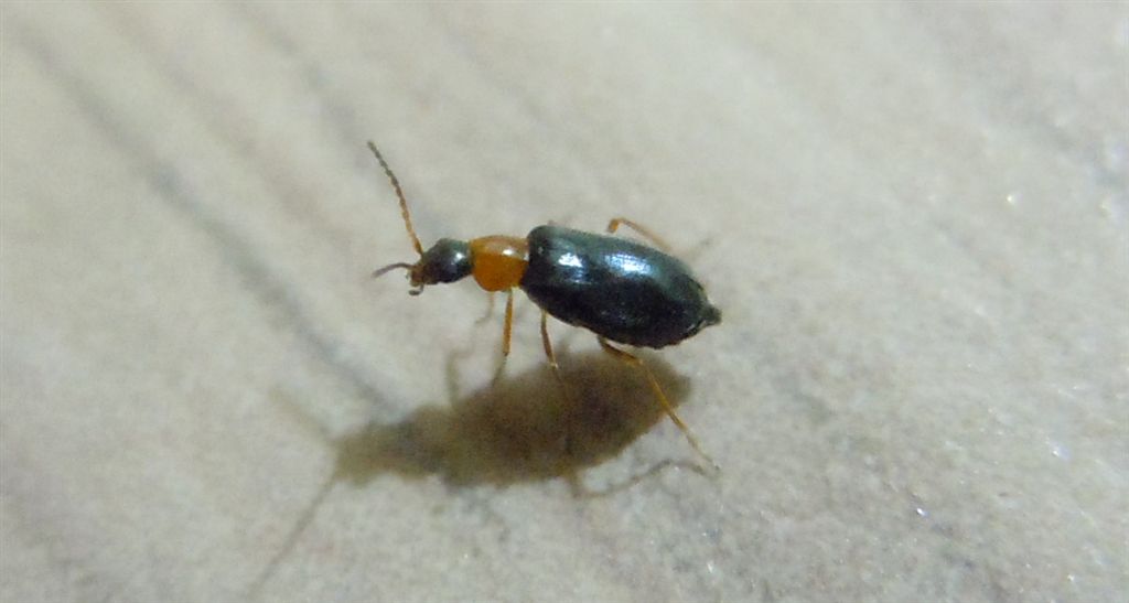 Coleotterino in casa - Malachiidae