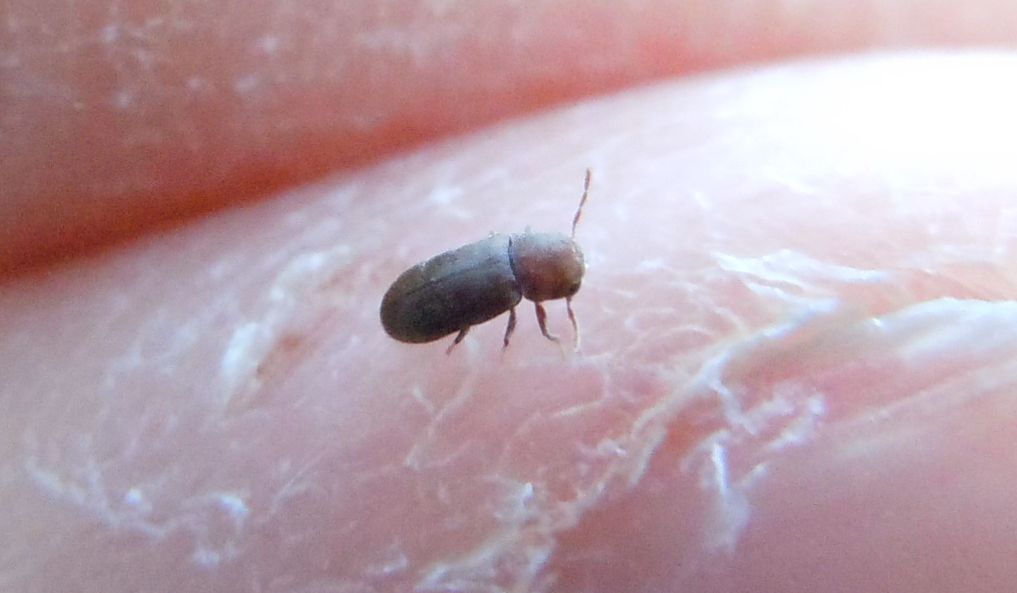 Piccolo coleottero: fam. Anobiidae