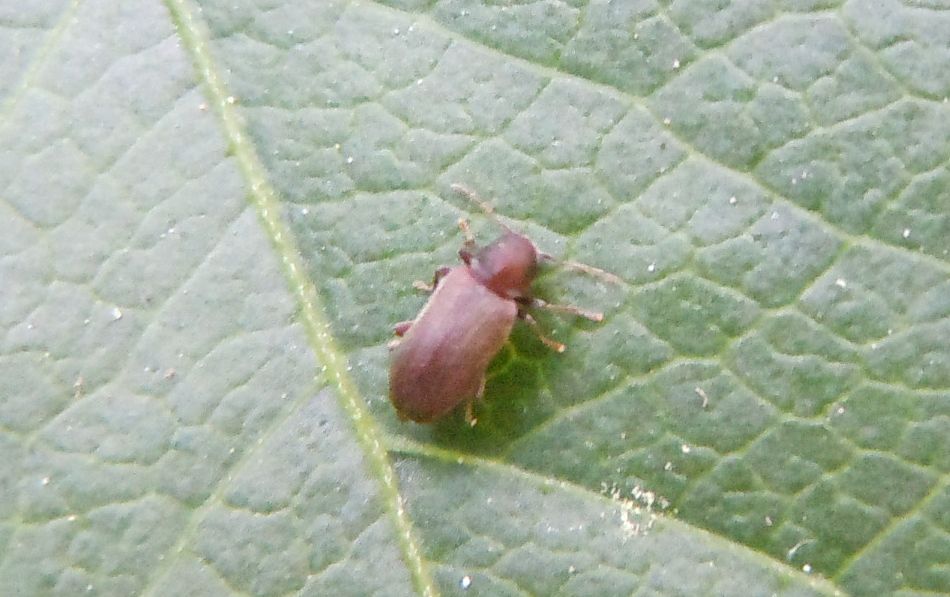 Piccolo coleottero - Anobiidae