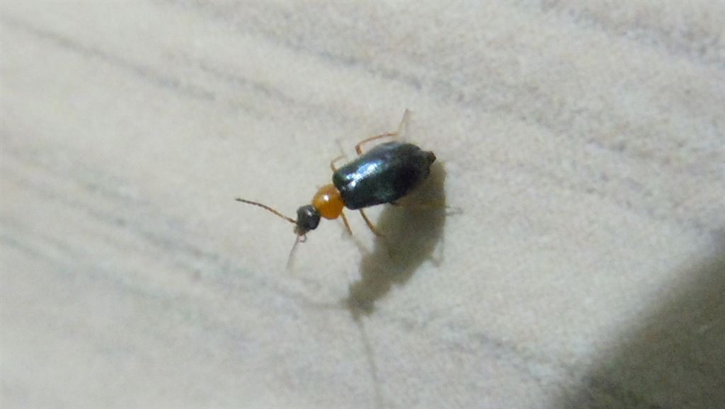 Coleotterino in casa - Malachiidae