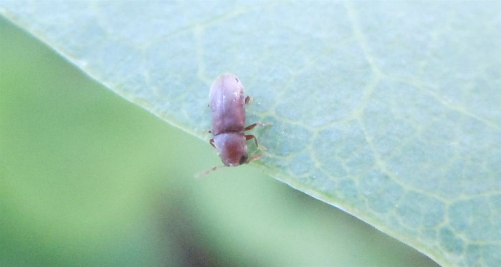 Piccolo coleottero: fam. Anobiidae