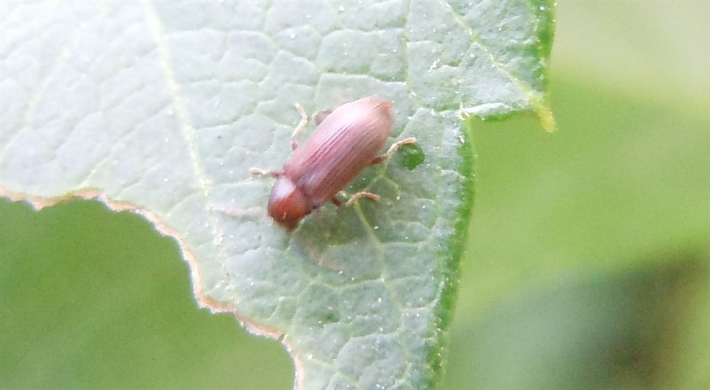 Piccolo coleottero - Anobiidae