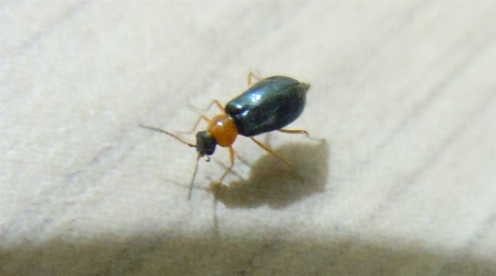 Coleotterino in casa - Malachiidae