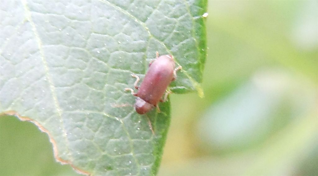 Piccolo coleottero - Anobiidae