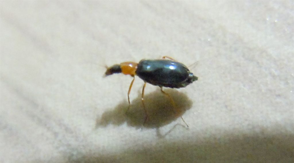 Coleotterino in casa - Malachiidae