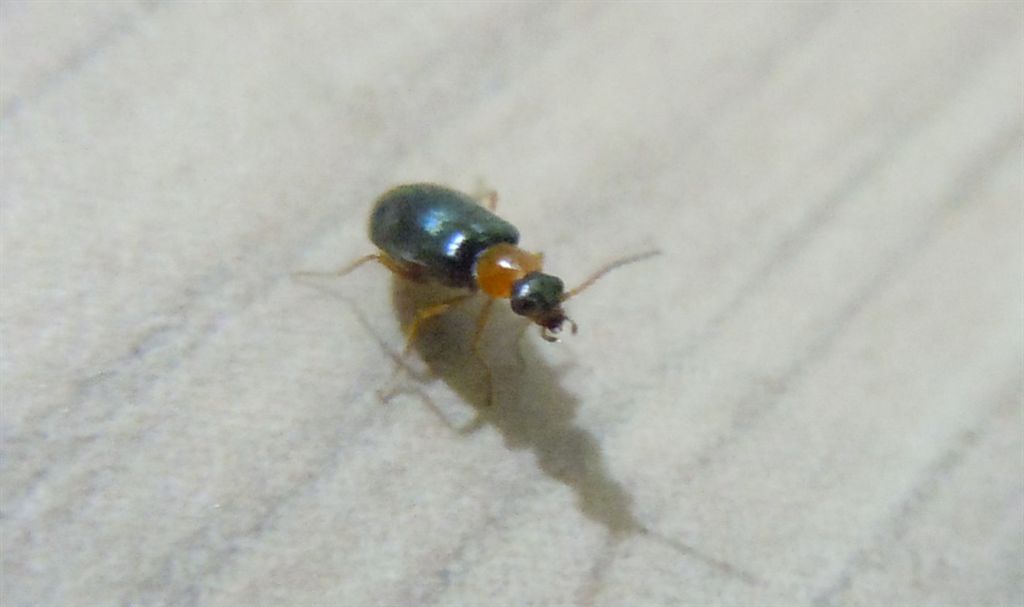 Coleotterino in casa - Malachiidae
