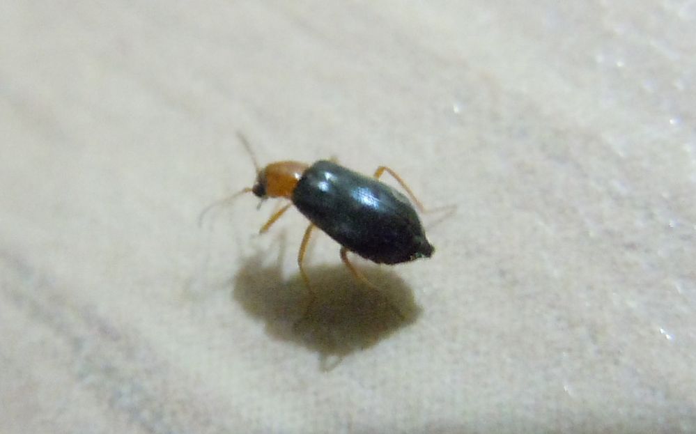 Coleotterino in casa - Malachiidae