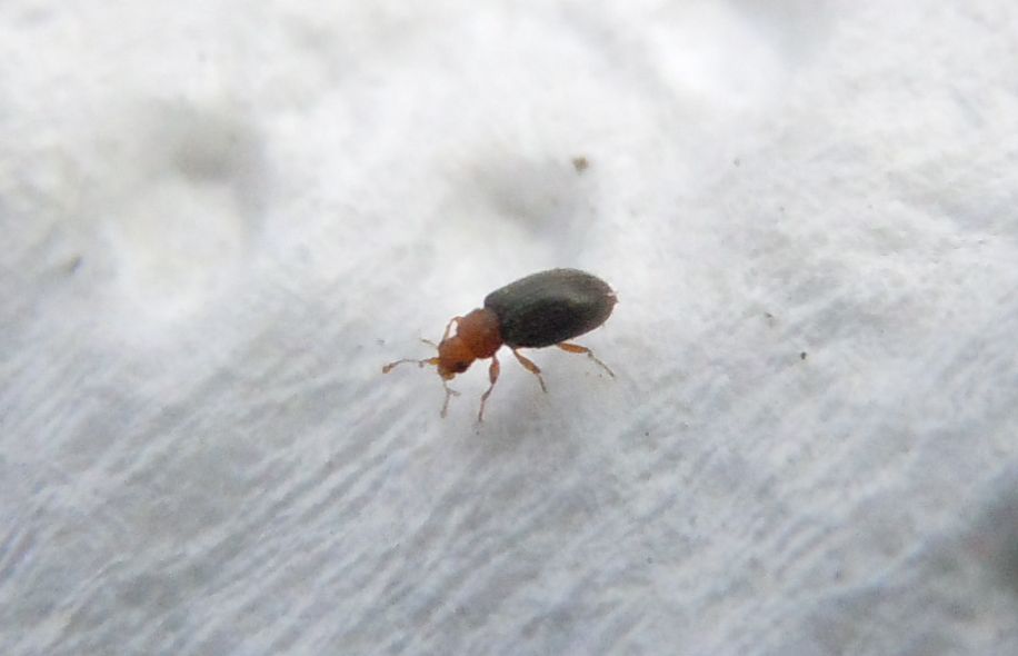 Minuscoli coleotteri2 - Melanophthalma sp. (Latridiidae)