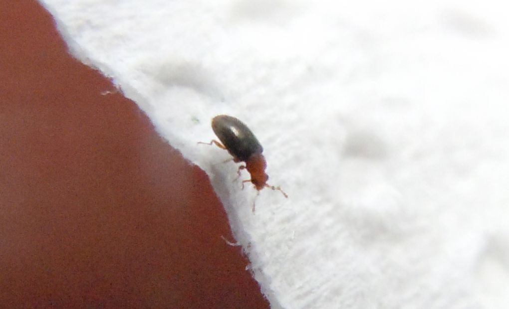 Minuscoli coleotteri2 - Melanophthalma sp. (Latridiidae)