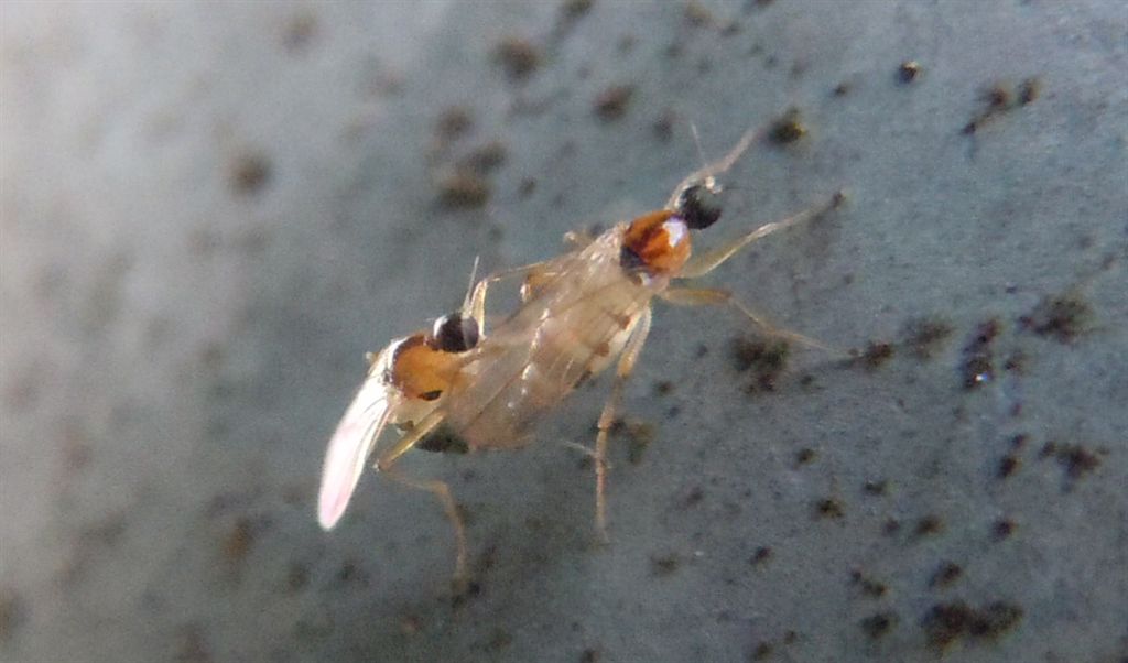 Strana coppia di ditteri: Drapetis (Elaphropeza) boergei - Hybotidae