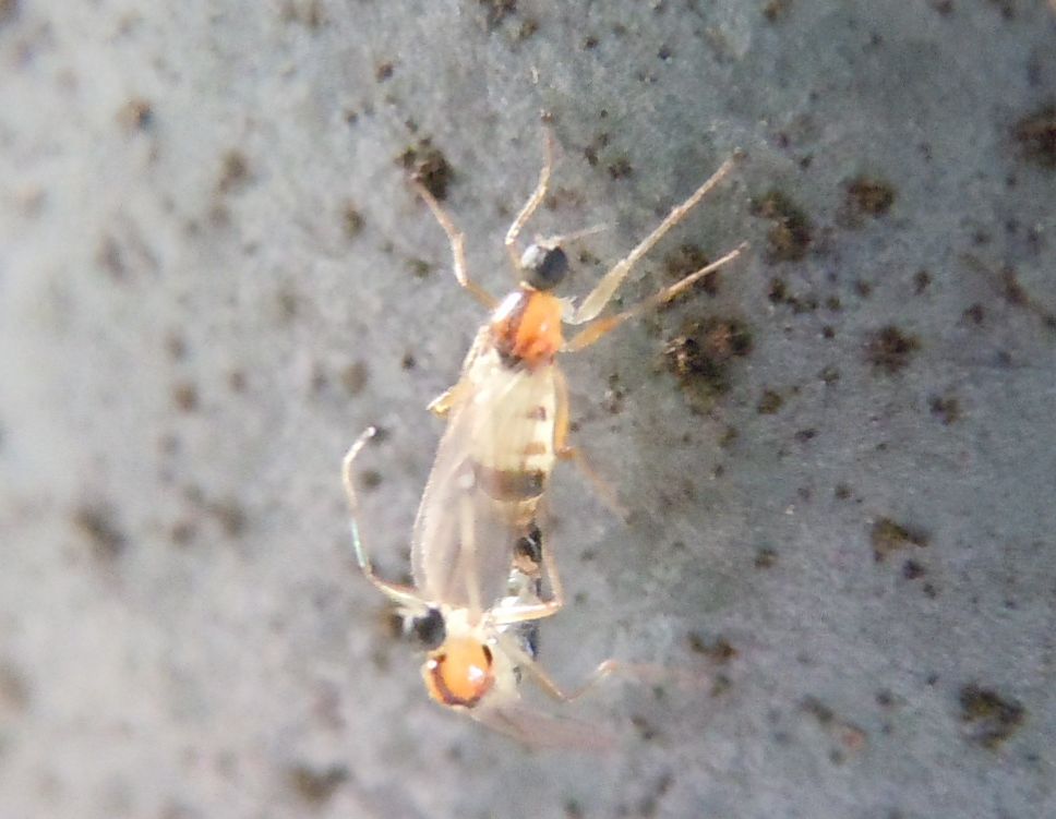 Strana coppia di ditteri: Drapetis (Elaphropeza) boergei - Hybotidae