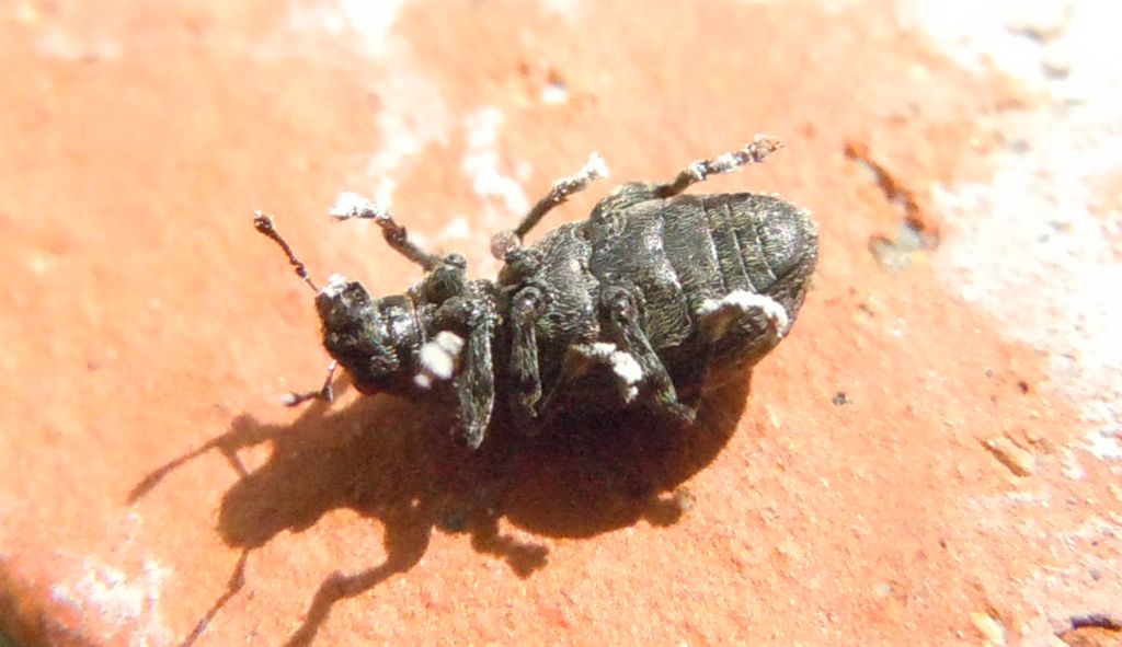 Piccolo Curculionidae - Sitona gemellatus