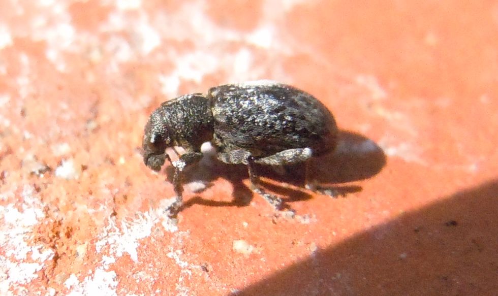 Piccolo Curculionidae - Sitona gemellatus