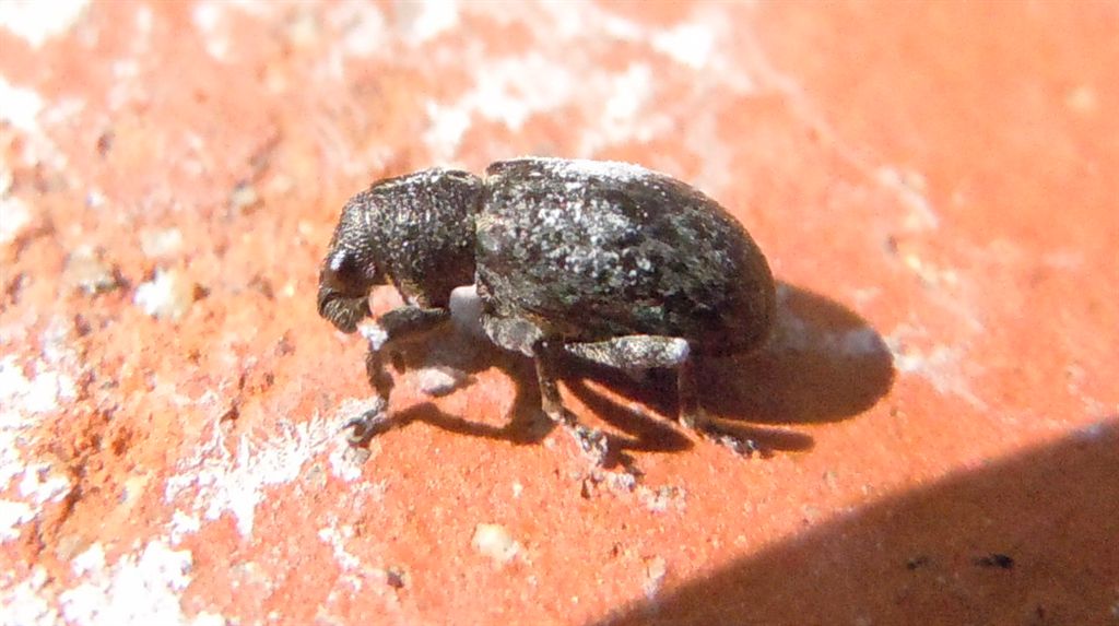 Piccolo Curculionidae - Sitona gemellatus