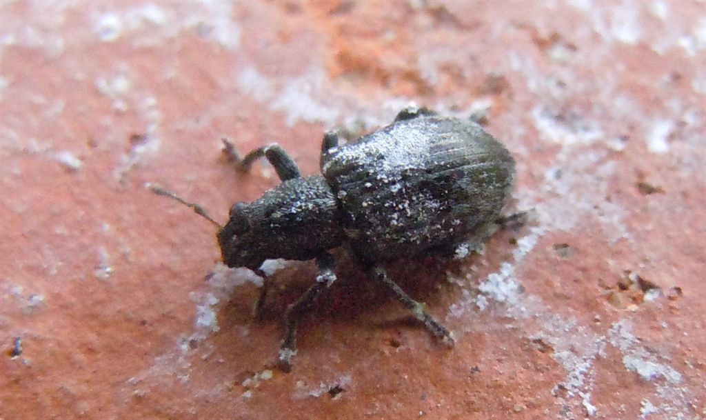 Piccolo Curculionidae - Sitona gemellatus