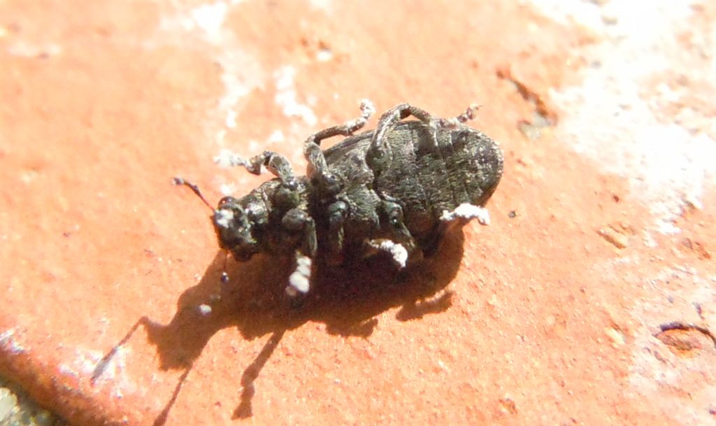 Piccolo Curculionidae - Sitona gemellatus