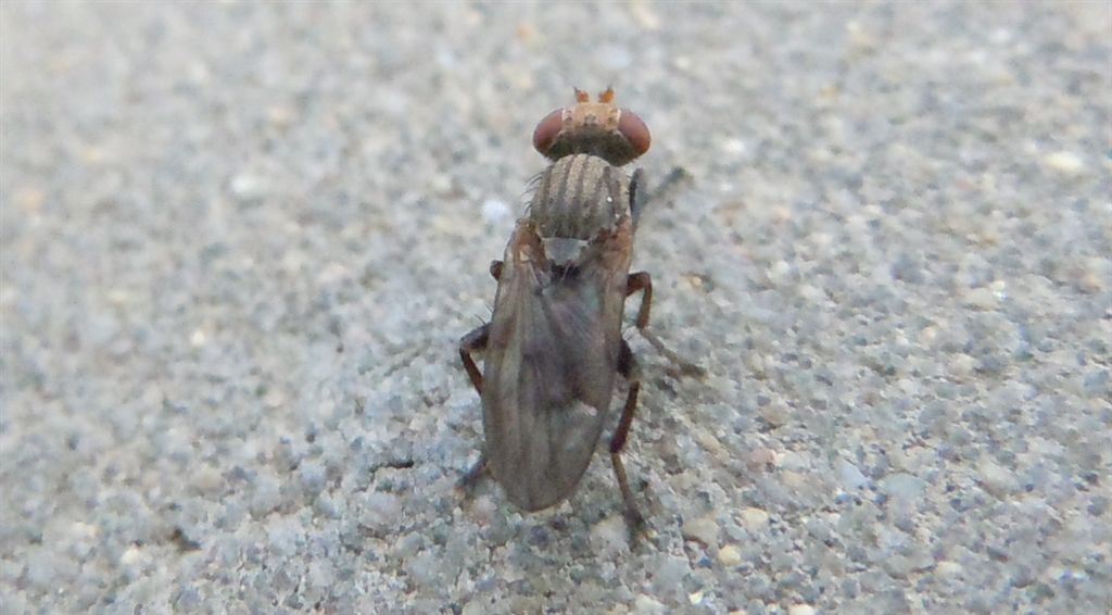 Pherbellia sp. (Sciomyzidae).