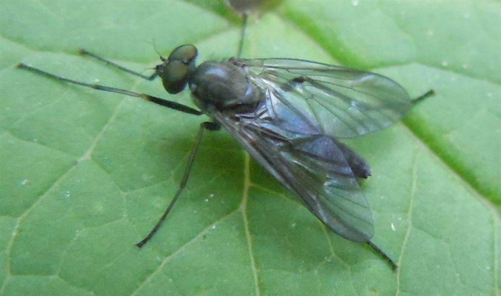 Forse Rhagionidae?