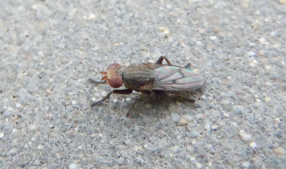 Pherbellia sp. (Sciomyzidae).