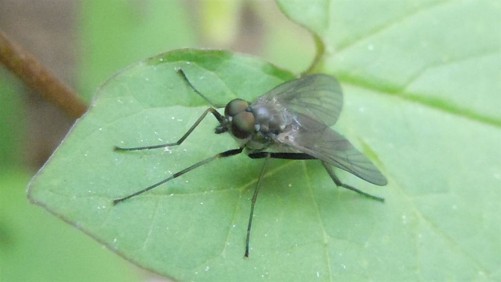 Forse Rhagionidae?