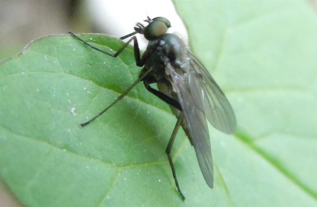 Forse Rhagionidae?