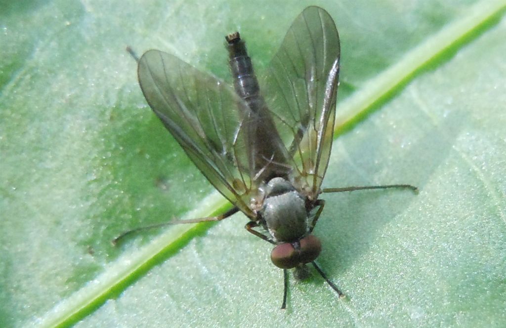 Forse Rhagionidae?