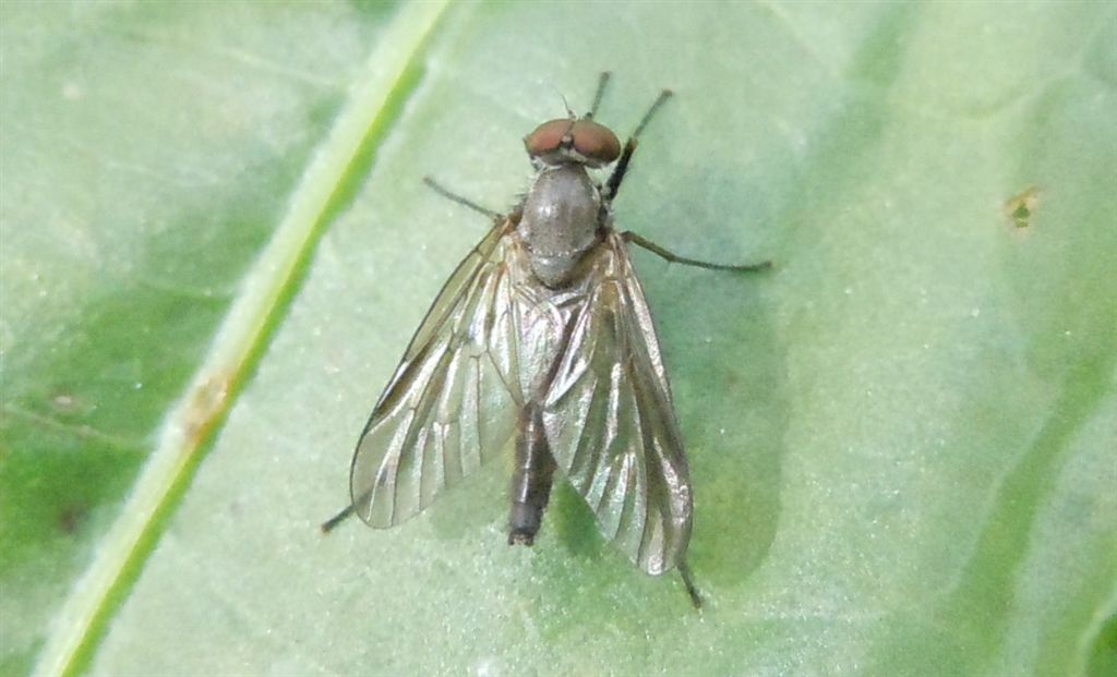 Forse Rhagionidae?