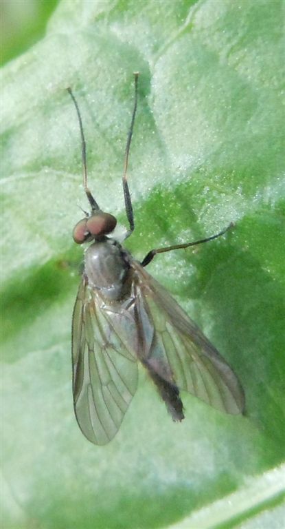 Forse Rhagionidae?