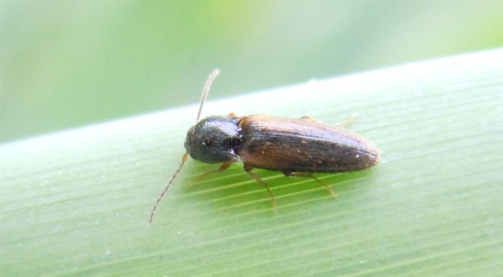 Elateridae su canna: Adrastus sp.