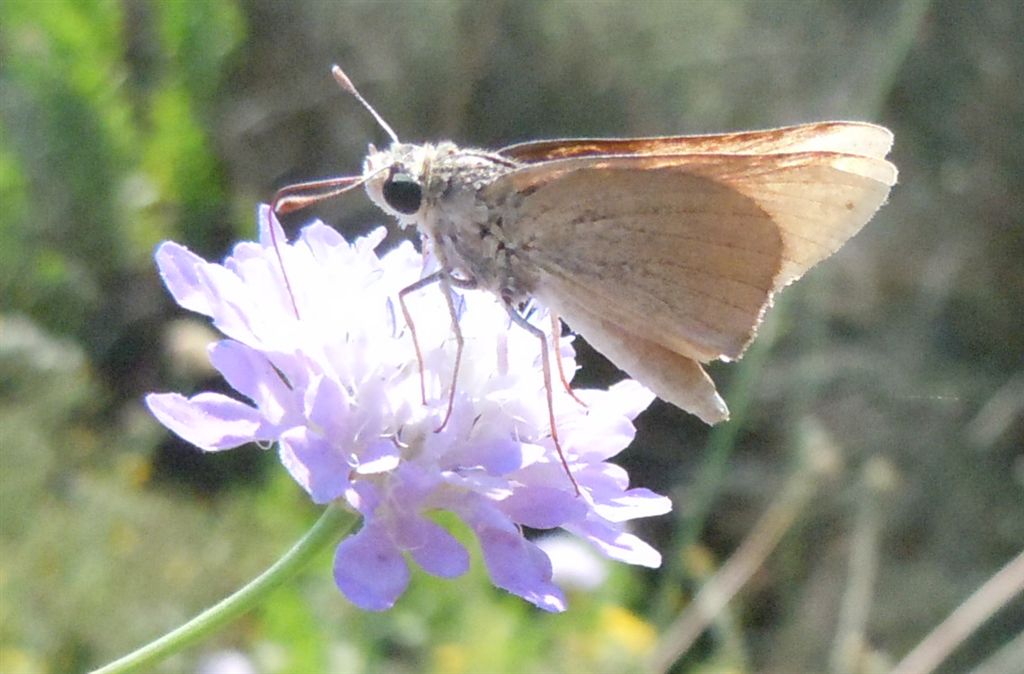 Hesperiidae da identificare