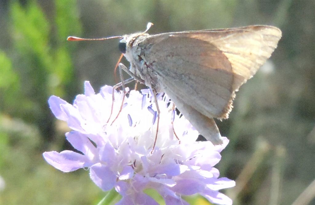 Hesperiidae da identificare