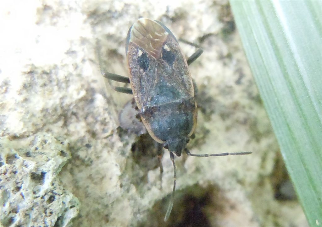 Lygaeidae: Graptopeltus lynceus della Campania (BN)