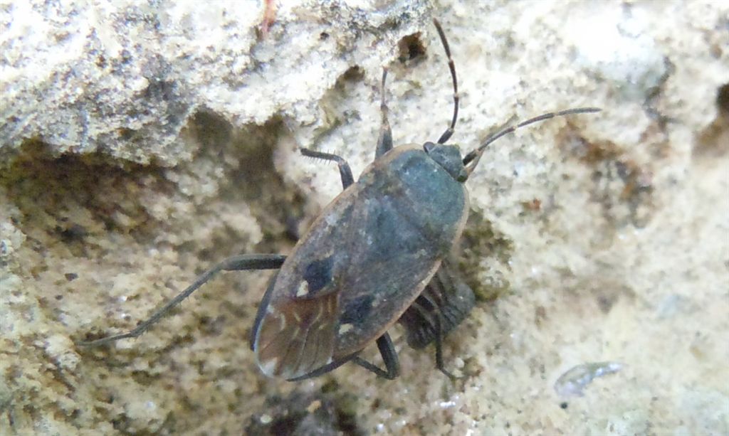 Lygaeidae: Graptopeltus lynceus della Campania (BN)