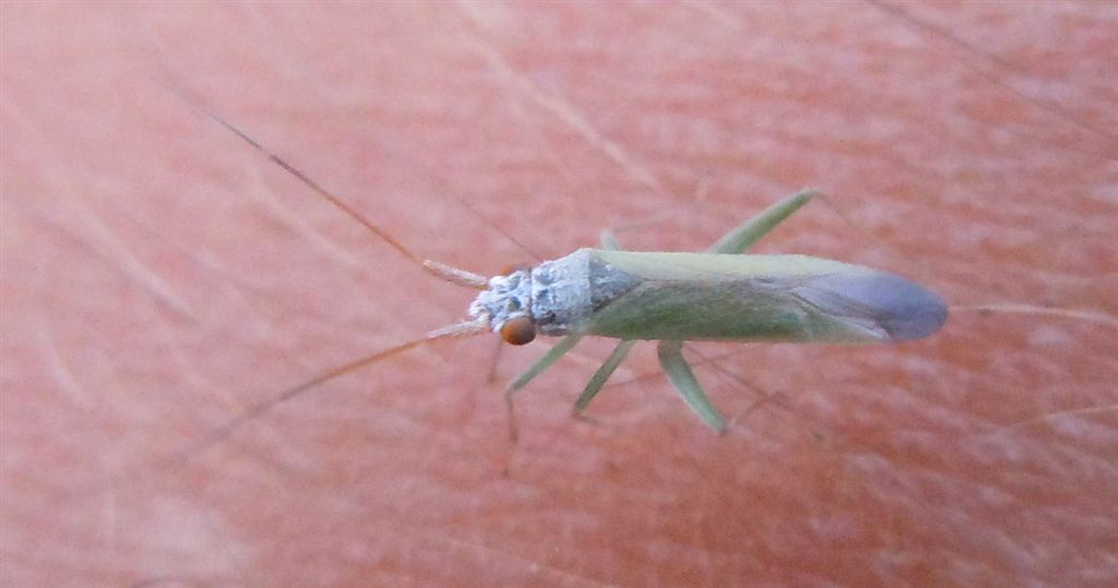 Miridae: Platycranus erberi (della Campania - NA)