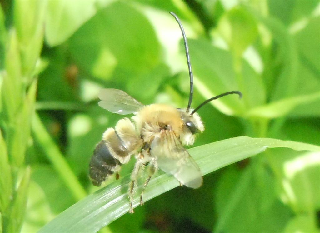 Eucera sp.?