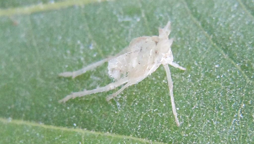 Exuvia
