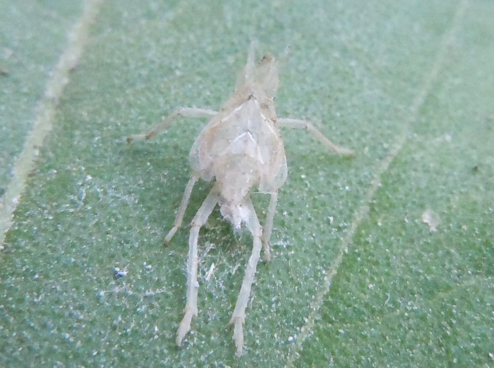 Exuvia